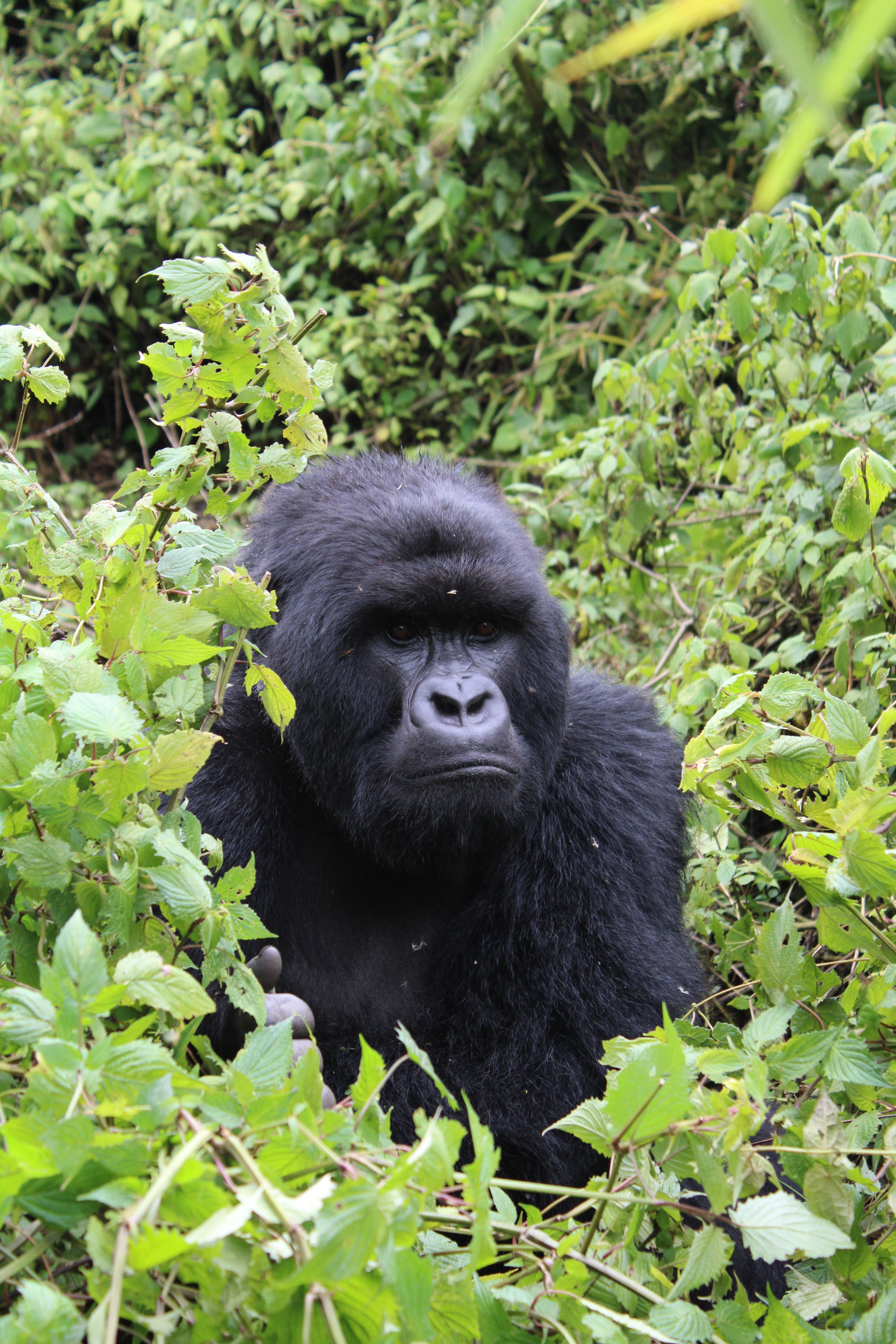 Gorilla Trekking in Volcanoes National Park
